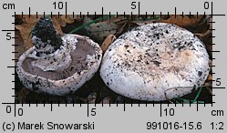 Agaricus bitorquis (pieczarka miejska)