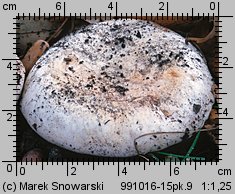 Agaricus bitorquis (pieczarka miejska)