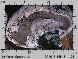 Agaricus bitorquis (pieczarka miejska)