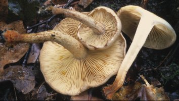 Unidentified-Cortinarius