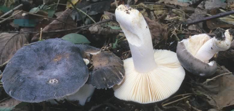 Unidentified-Russula