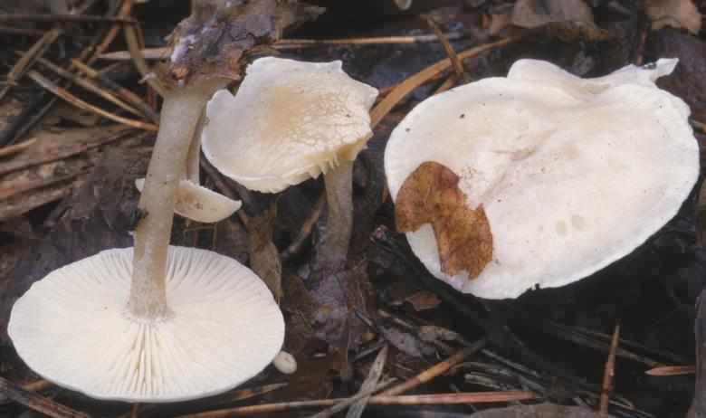 Collybia phyllophila