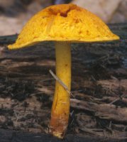 Unidentified-Cortinarius