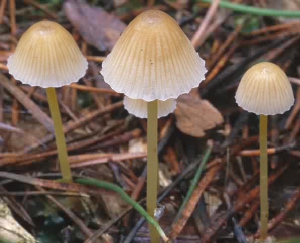 Mycena epipterygia (grzybówka cytrynowa)