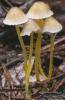 grzybówka skrzydlasta (Mycena epipterygia)