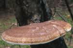 Fomitopsis betulina (pniarek brzozowy)