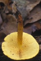 Unidentified-Cortinarius