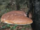 Fomitopsis betulina (pniarek brzozowy)