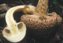 Pholiota squarrosa (łuskwiak nastroszony)