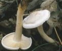 Collybia phyllophila