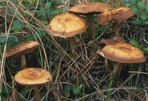 Unidentified-Cortinarius