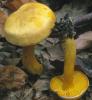 Tricholoma sulphureum (gąska siarkowa)