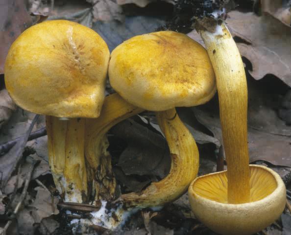 Tricholoma sulphureum (gąska siarkowa)