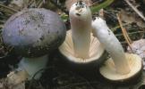 Russula turci (gołąbek turecki)