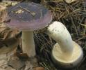 Russula turci (gołąbek turecki)