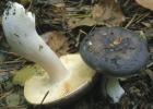 Russula turci (gołąbek turecki)