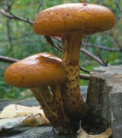 Unidentified-Cortinarius