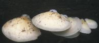 Crepidotus mollis (ciżmówka miękka)