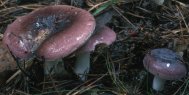 Russula turci (gołąbek turecki)