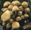 Psathyrella piluliformis (kruchaweczka namakająca)