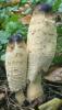 Coprinus comatus (czernidłak kołpakowaty)