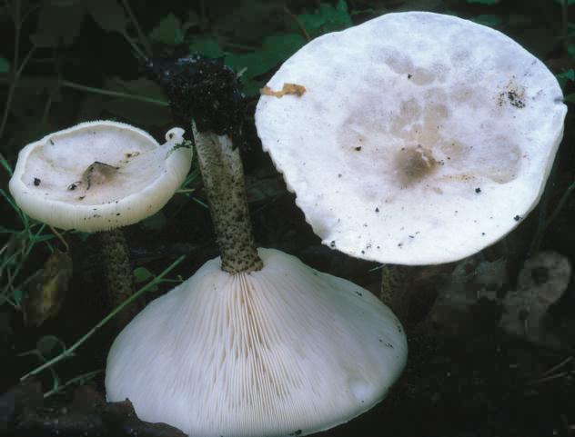 Melanoleuca verrucipes (ciemnobiałka brodawkowanotrzonowa)