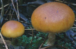 Unidentified-Cortinarius