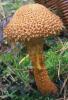 Pholiota squarrosa (łuskwiak nastroszony)