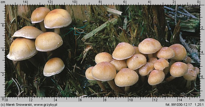 Hypholoma capnoides (maślanka łagodna)