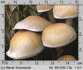 Hypholoma capnoides (maślanka łagodna)