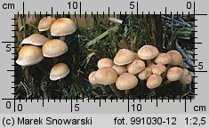 Hypholoma capnoides (maślanka łagodna)