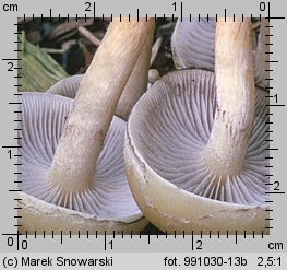 Hypholoma capnoides (maślanka łagodna)