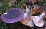 Russula turci (gołąbek turecki)