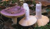 Russula turci (gołąbek turecki)