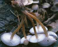 Mycena tintinnabulum (grzybówka dzwoneczkowata)