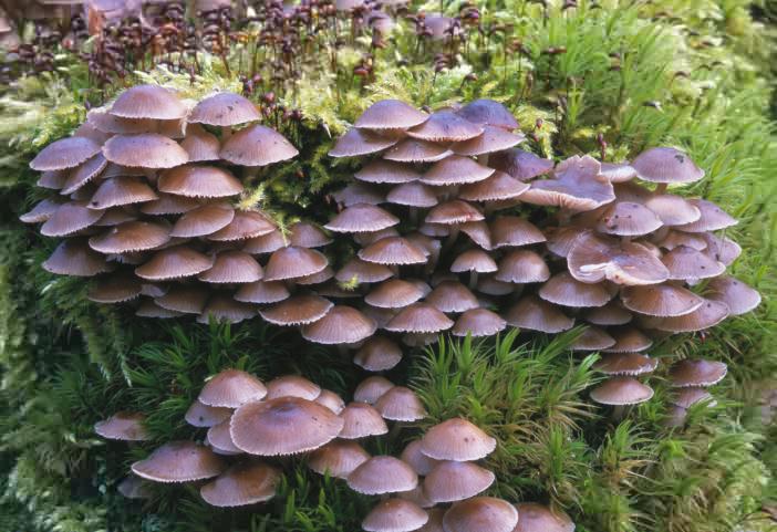 Mycena tintinnabulum (grzybówka dzwoneczkowata)