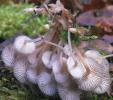 Mycena tintinnabulum (grzybówka dzwoneczkowata)