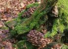 Mycena tintinnabulum (grzybówka dzwoneczkowata)