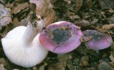 Russula fragilis (gołąbek kruchy)