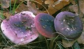 Russula fragilis (gołąbek kruchy)