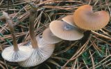 Clitocybe brumalis (lejkówka zimowa)