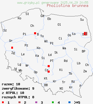 znaleziska Pholiotina brunnea (stożkówka brązowawa) na terenie Polski