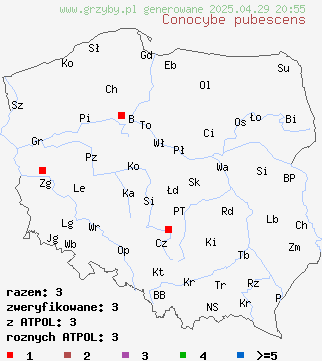 znaleziska Conocybe pubescens (stożkówka owłosiona) na terenie Polski