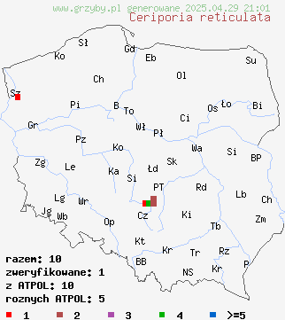znaleziska Ceriporia reticulata (woszczynka siateczkowata) na terenie Polski