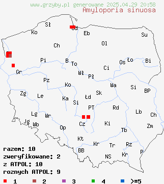 znaleziska Amyloporia sinuosa (jamkoporka pogięta) na terenie Polski
