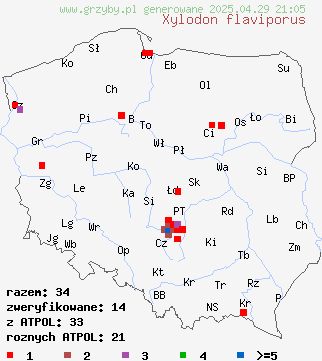 znaleziska Xylodon flaviporus (strzępkoząb żółtopory) na terenie Polski