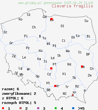 znaleziska Clavaria fragilis (goździeniec robakowaty) na terenie Polski
