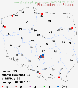 znaleziska Phellodon confluens (korkoząb pozrastany) na terenie Polski