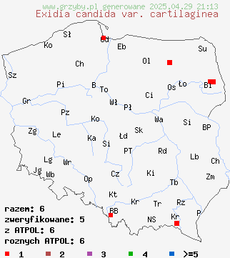 znaleziska Exidia candida var. cartilaginea (kisielnica dwubarwna) na terenie Polski