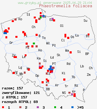 znaleziska Phaeotremella foliacea (trzęsak listkowaty) na terenie Polski